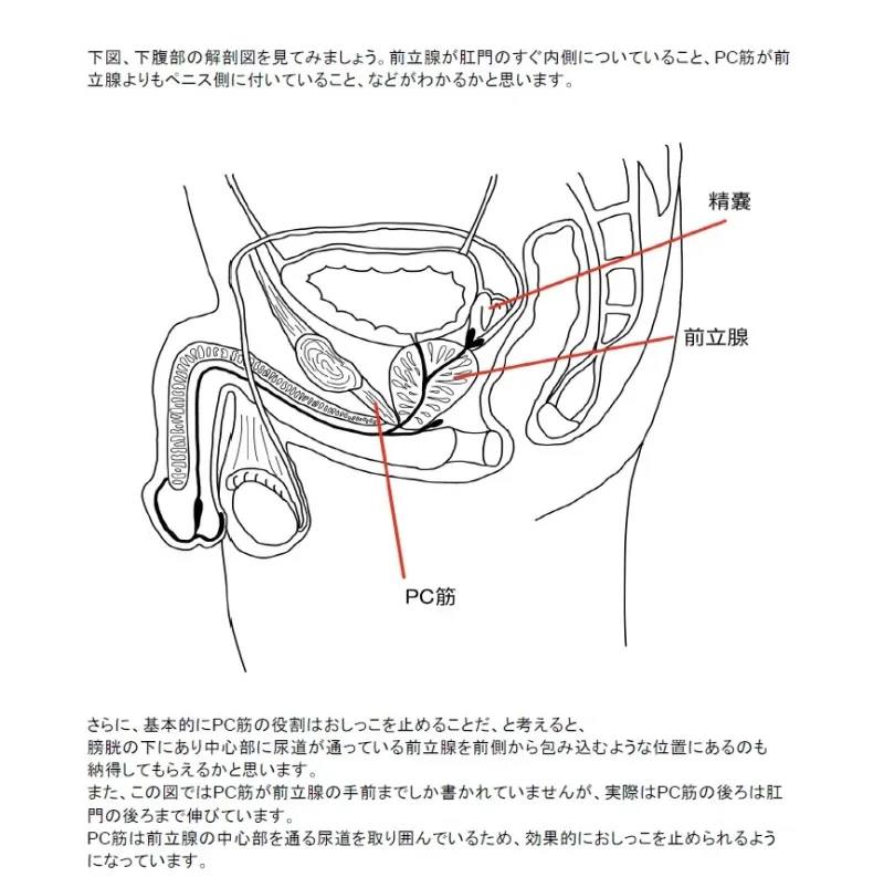 【医学生監修/図解解説PDF入】脳に快感を刻み込む甘々乳首＆前立腺開発 後戻りできない一ヶ月間甘マゾ メスイキトレーニング